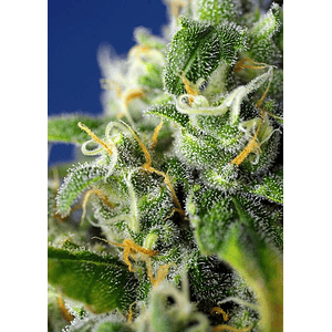 Honey Pech Cbd Auto® X3+1-Sweet Seeds