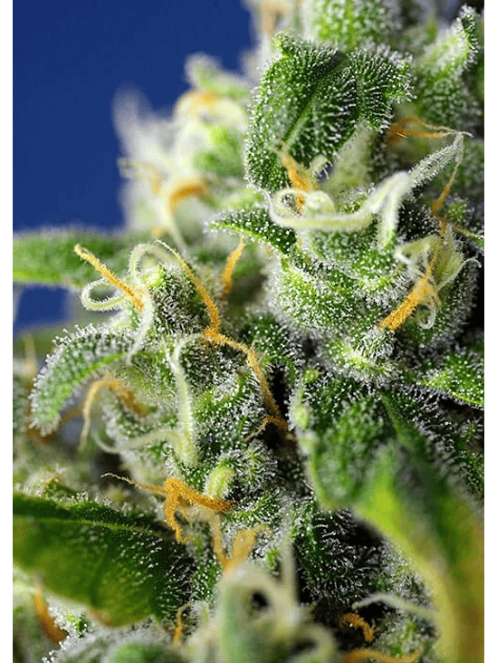 HONEY PECH CBD AUTO® X3+1-SWEET SEEDS 2