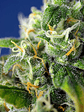 HONEY PECH CBD AUTO® X3+1-SWEET SEEDS - Miniatura 2
