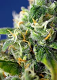 Honey Pech Cbd Auto® X3+1-Sweet Seeds - Miniatura 2