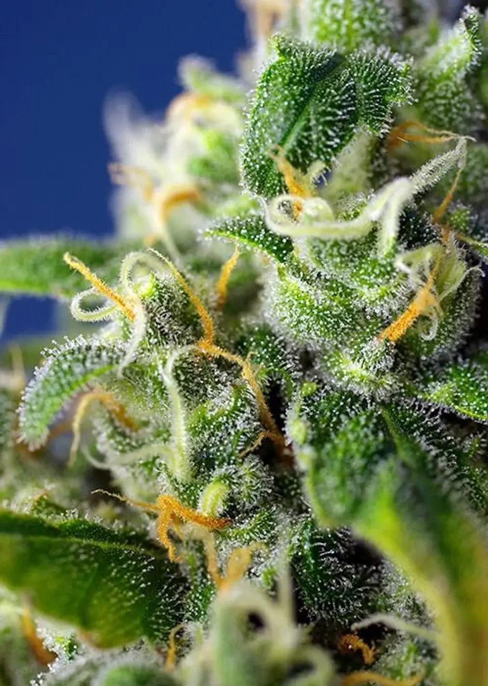 Honey Pech Cbd Auto® X3+1-Sweet Seeds 2