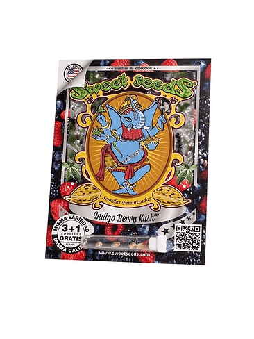 INDIGO BERRY KUSH FEMX3+1-SWEET SEEDS 1