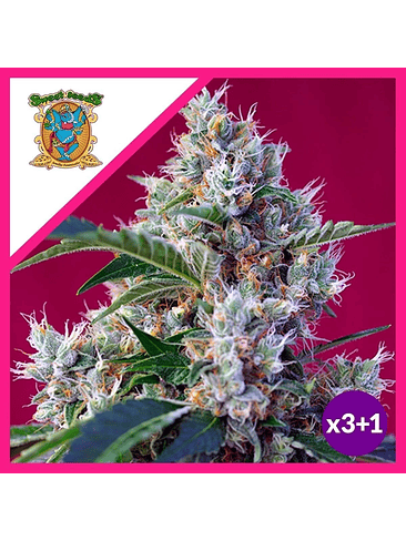 INDIGO BERRY KUSH  FEM X3+1-SWEET SEEDS 1
