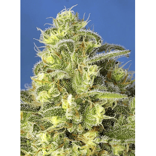 JACK 47 XL AUTO® X25-SWEET SEEDS