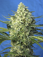 JACK 47 XL AUTO® X25-SWEET SEEDS - Miniatura 3