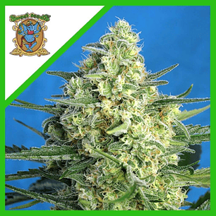 JACK 47 XL AUTO® X25-SWEET SEEDS