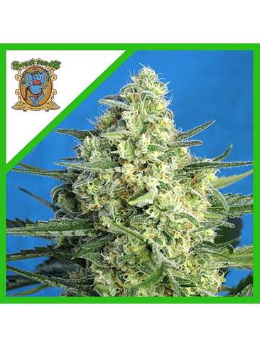 JACK 47 XL AUTO® X25-SWEET SEEDS 1