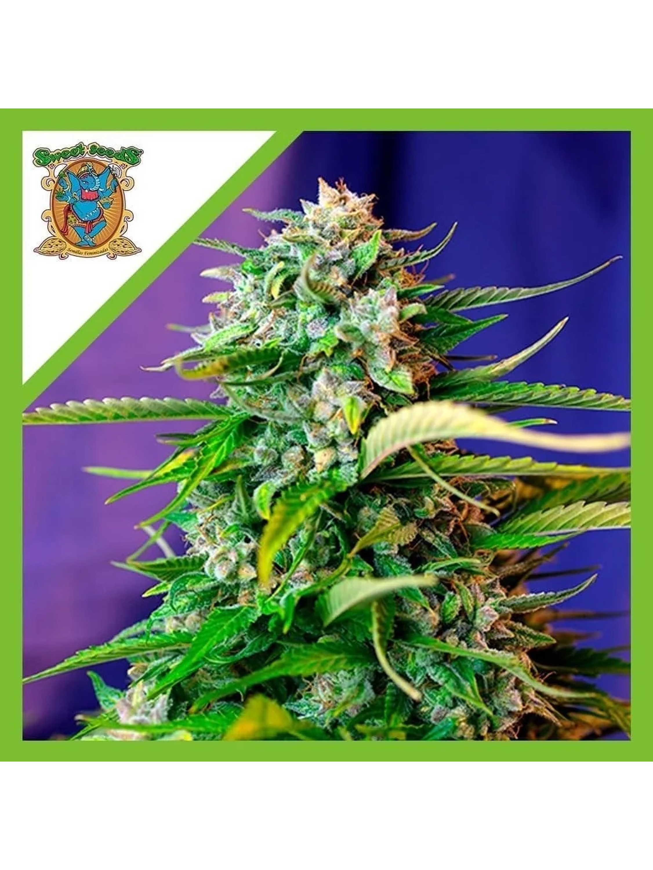 Jack 47 Auto X3+1-Sweet Seeds 1