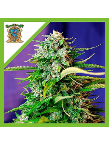 JACK 47  AUTO X3+1-SWEET SEEDS 1