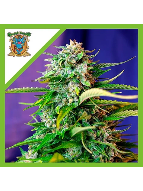 Jack 47 Auto X3+1-Sweet Seeds 1