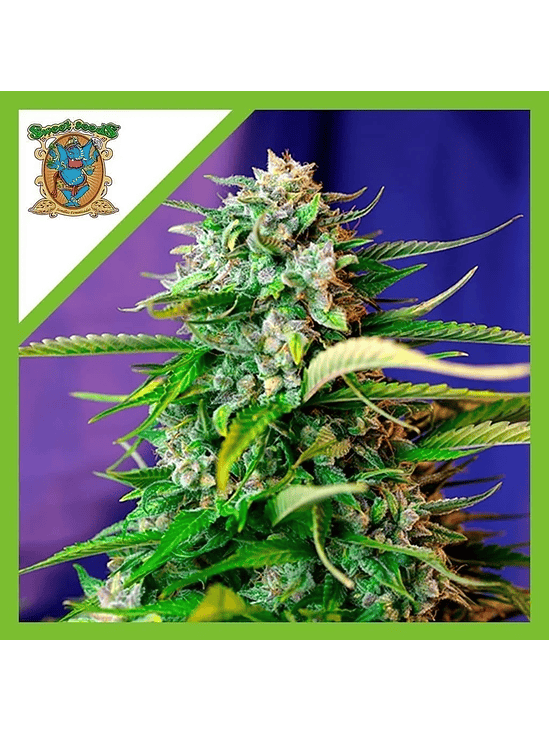 JACK 47  AUTO X3+1-SWEET SEEDS 1