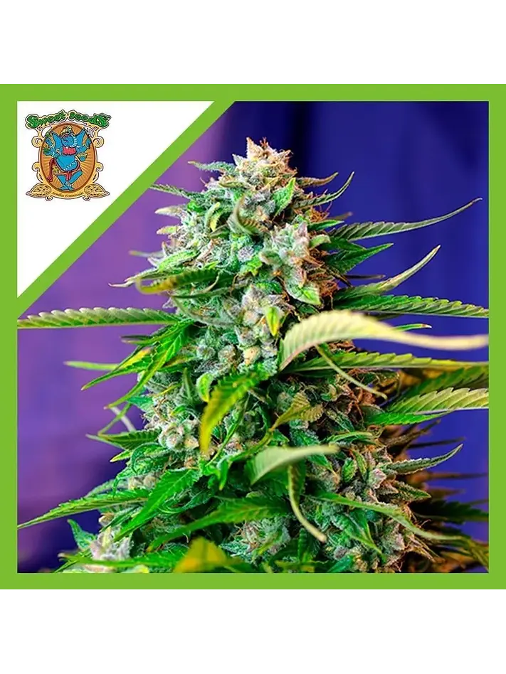 Jack 47 Auto X3+1-Sweet Seeds 1