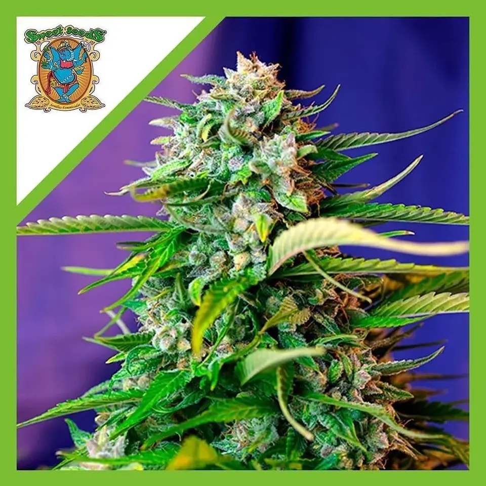 Jack 47 Auto X3+1-Sweet Seeds 1
