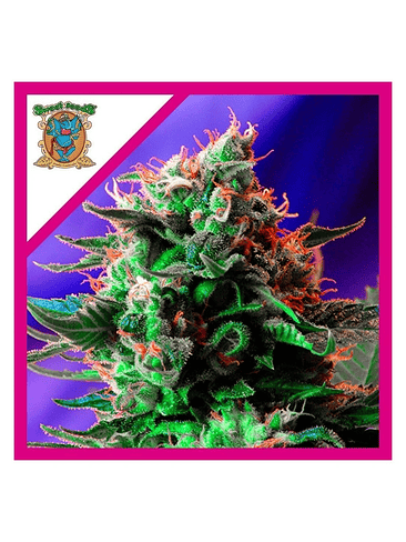 JACK 47 F1 FEM® X3+1-SWEET SEEDS 1