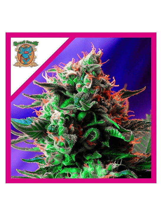 JACK 47 F1 FEM® X3+1-SWEET SEEDS 1