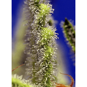 Jack 47 Xl  Auto® X3+1-Sweet Seeds