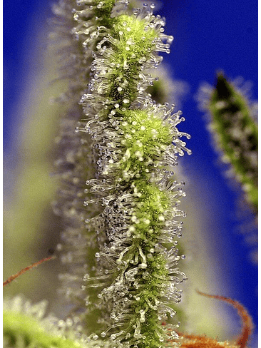 JACK 47 XL  AUTO® X3+1-SWEET SEEDS 2