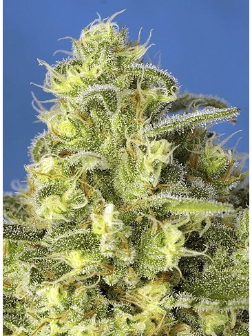 JACK 47 XL  AUTO® X3+1-SWEET SEEDS 3