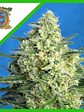 JACK 47 XL  AUTO® X5+2-SWEET SEEDS - Miniatura 1