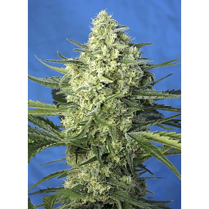 Jack 47 Xl  Auto® X5+2-Sweet Seeds