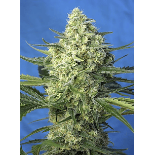 JACK 47 XL  AUTO® X5+2-SWEET SEEDS
