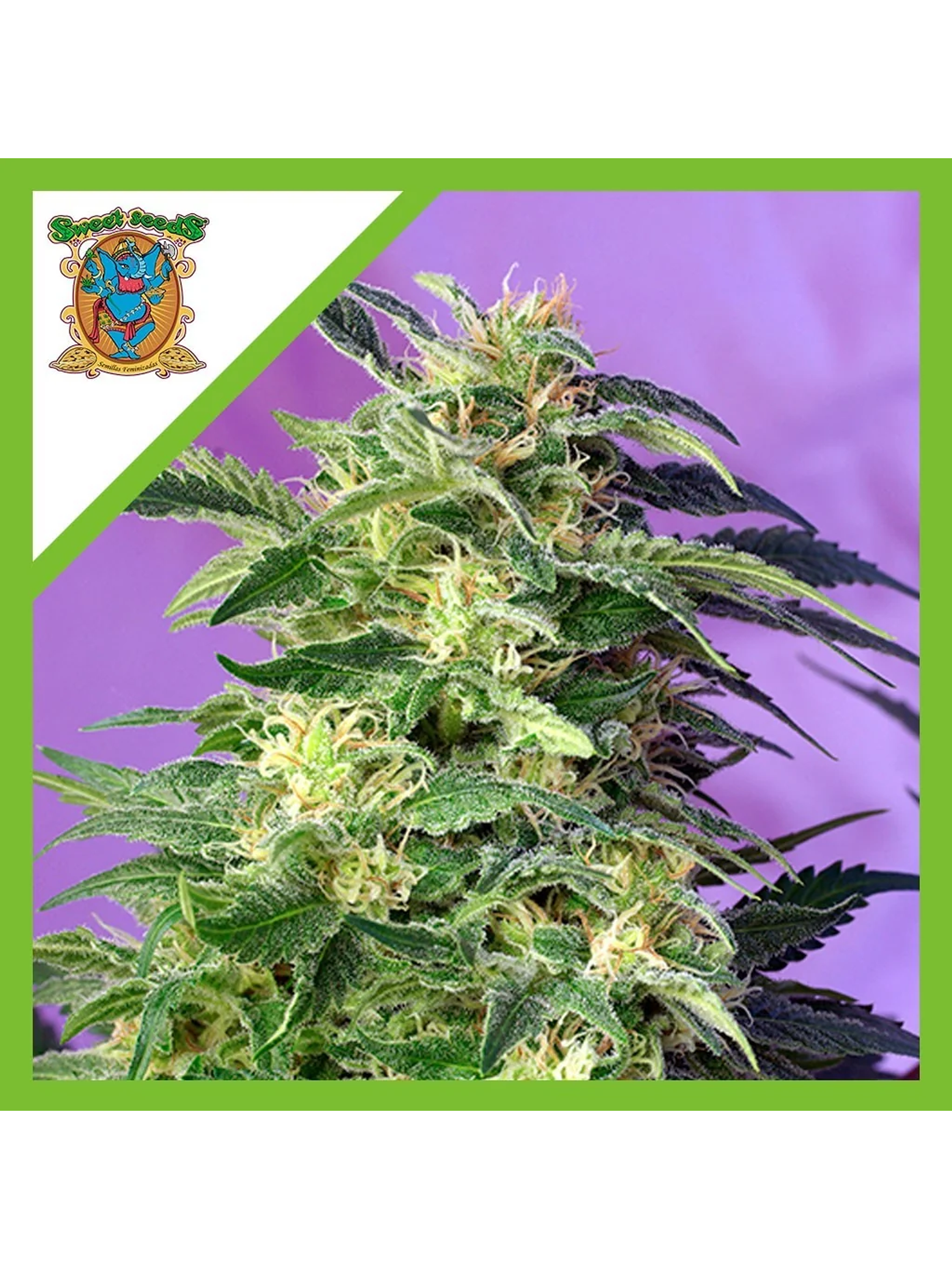 Killer Kush  Auto® X3+1-Sweet Seeds 1