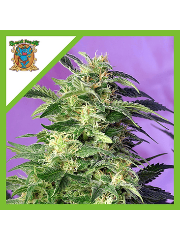 KILLER KUSH  AUTO® X3+1-SWEET SEEDS 1