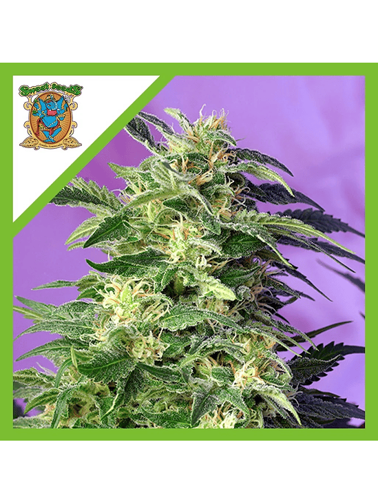 KILLER KUSH  AUTO® X3+1-SWEET SEEDS 1