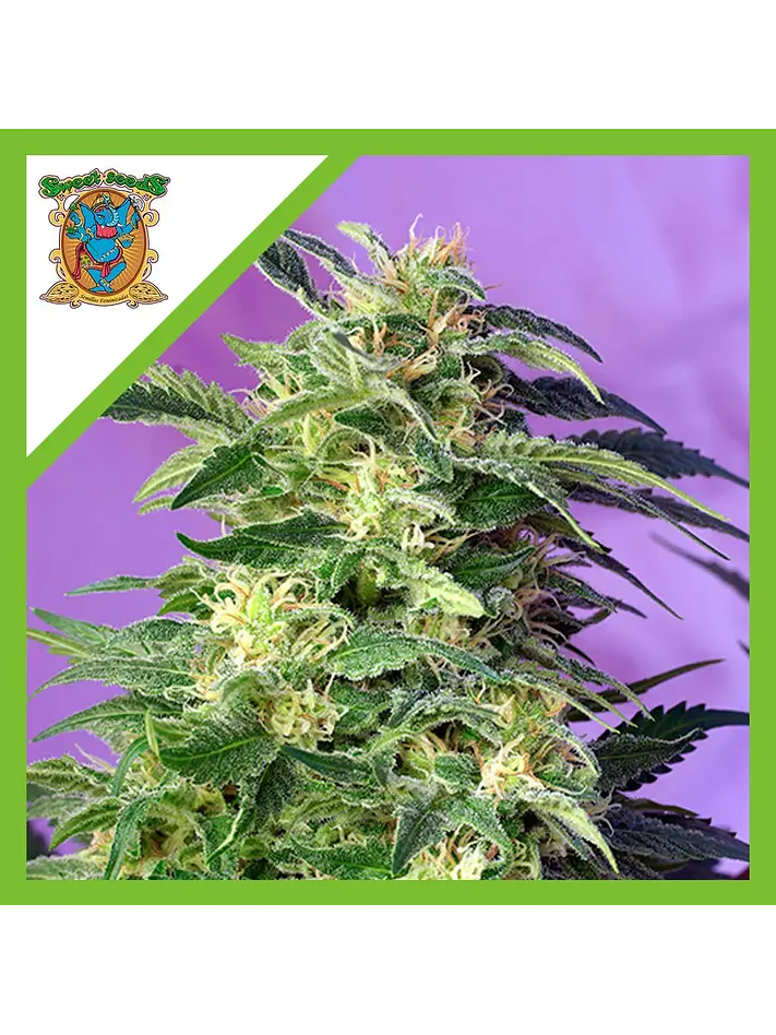 Killer Kush  Auto® X3+1-Sweet Seeds 1