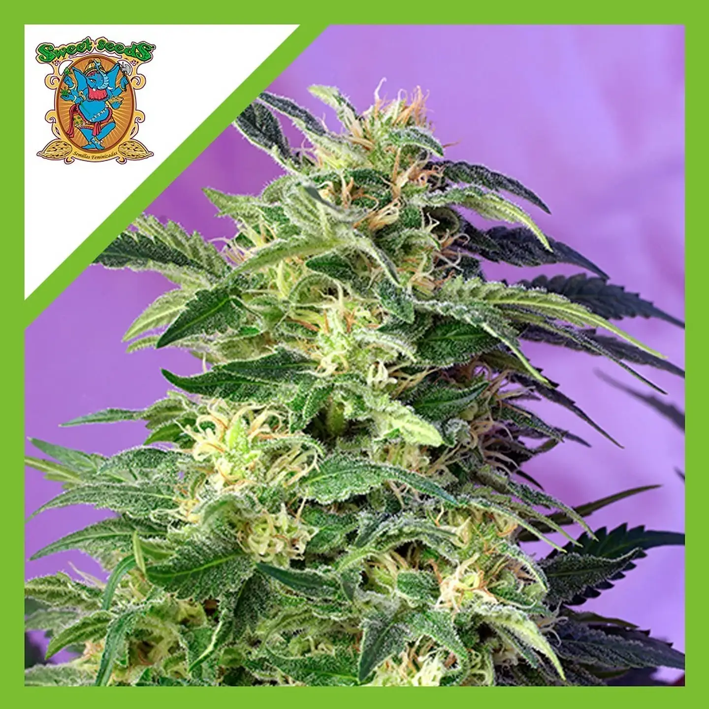 Killer Kush  Auto® X3+1-Sweet Seeds 1