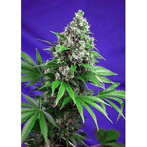 Killer Kush  F1 Fem® X3+1-Sweet Seeds