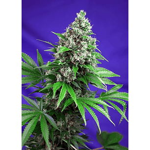 KILLER KUSH  F1 FEM® X3+1-SWEET SEEDS