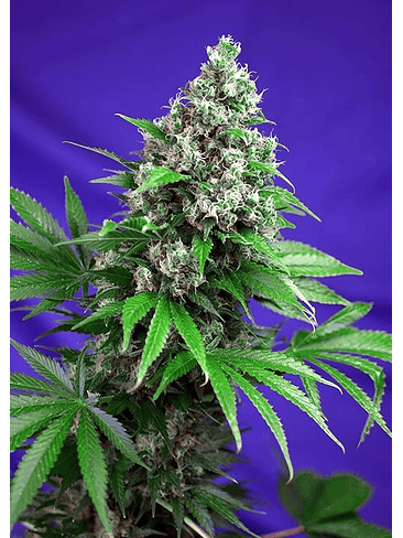 KILLER KUSH  F1 FEM® X3+1-SWEET SEEDS 1