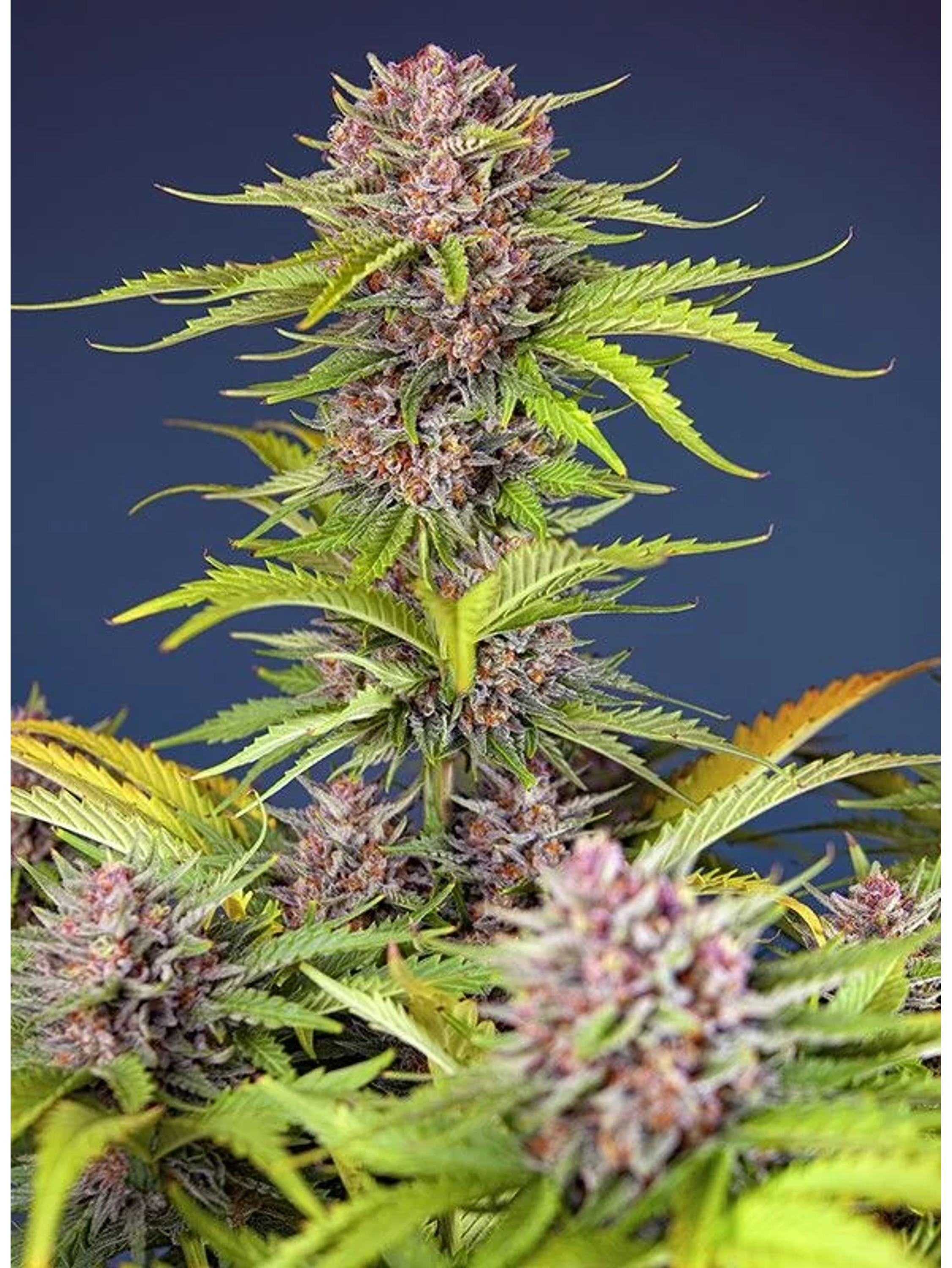 Mimosa Bruce Banner Xl Auto® X25-Sweet Seeds 1