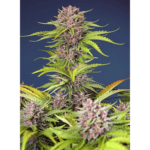 Mimosa Bruce Banner Xl Auto® X25-Sweet Seeds