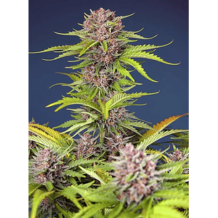 MIMOSA BRUCE BANNER XL AUTO® X25-SWEET SEEDS