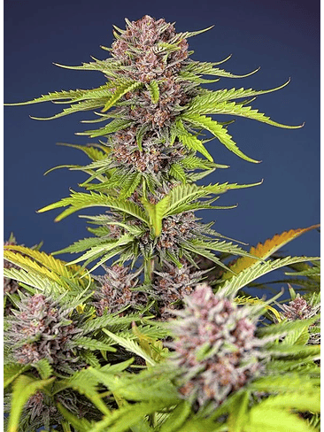 MIMOSA BRUCE BANNER XL AUTO® X25-SWEET SEEDS 1