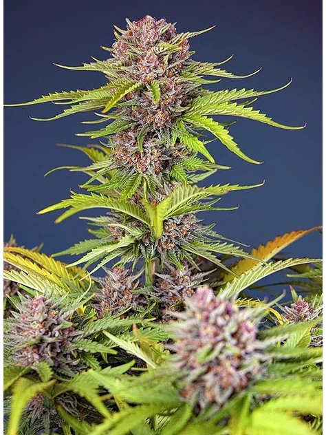 Mimosa Bruce Banner Xl Auto®-Sweet Seeds (X25/X3+1) 1