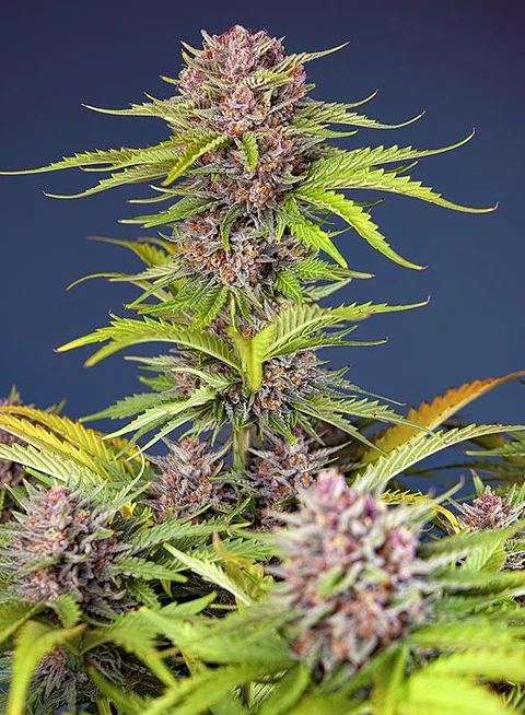 Mimosa Bruce Banner Xl Auto®-Sweet Seeds (X25/X3+1)