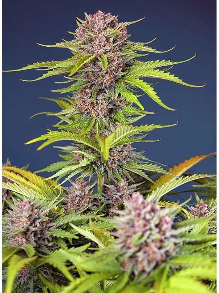 Mimosa Bruce Banner Xl Auto®-Sweet Seeds (X25/X3+1) 1