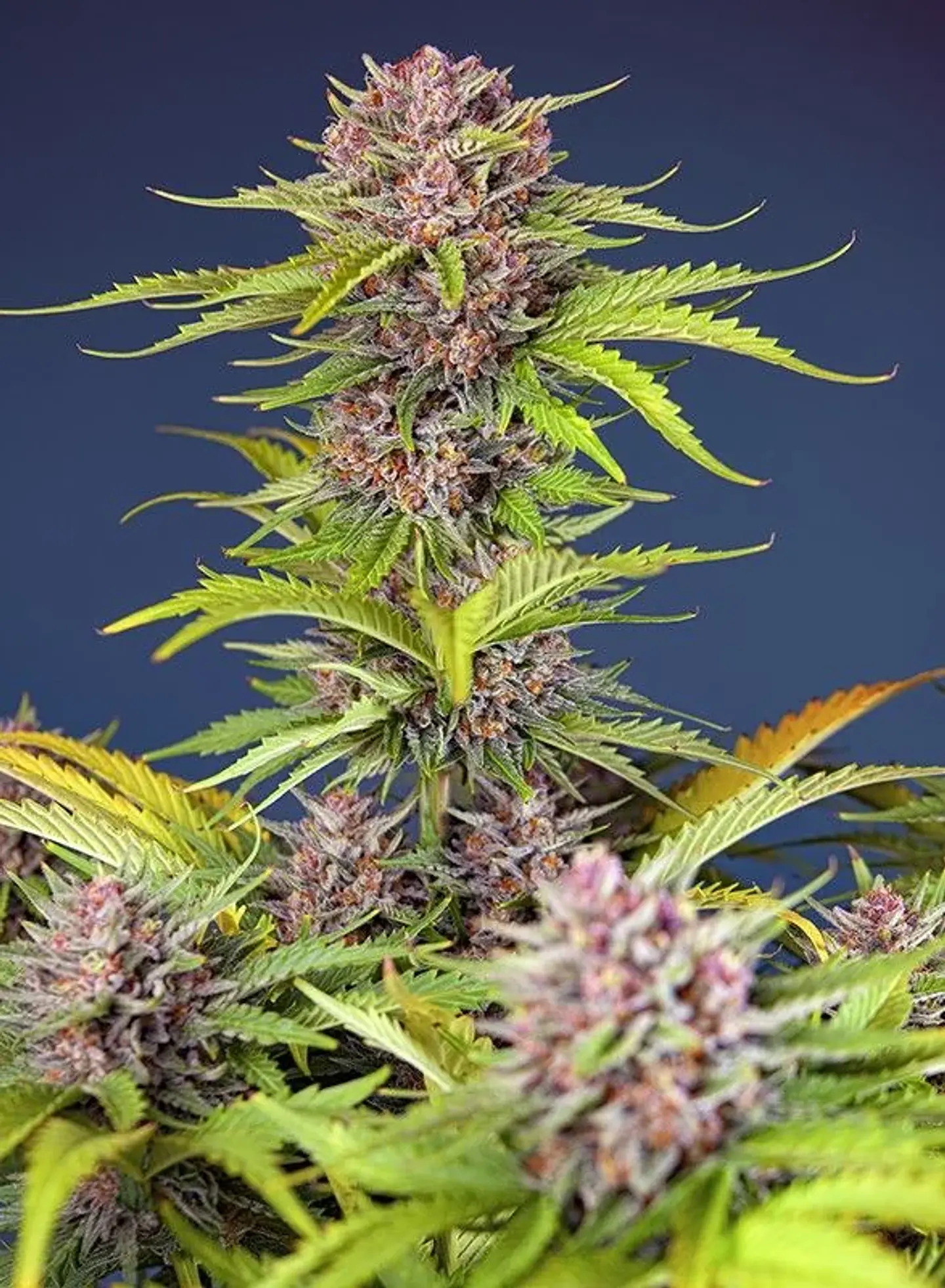 Mimosa Bruce Banner Xl Auto®-Sweet Seeds (X25/X3+1) 1