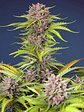 MIMOSA BRUCE BANNER XL AUTO® X25-SWEET SEEDS - Miniatura 1