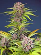 Mimosa Bruce Banner Xl Auto®-Sweet Seeds (X25/X3+1) - Miniatura 1