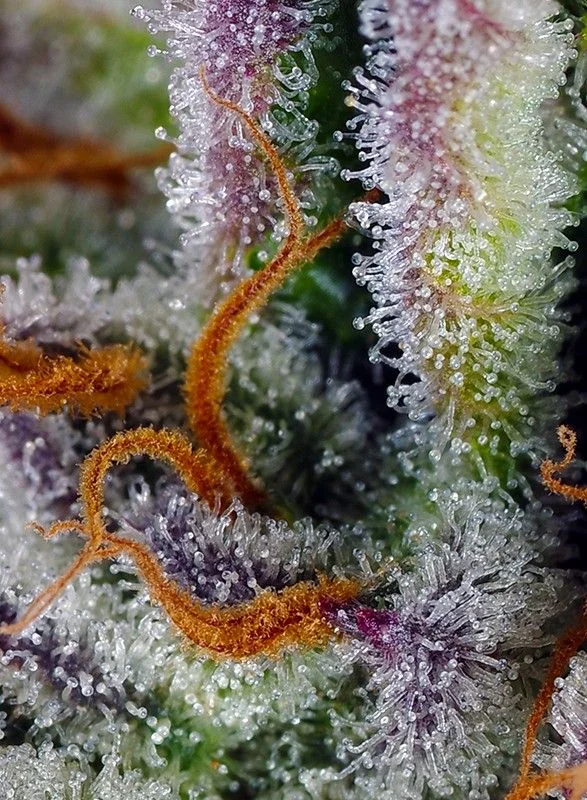 Mimosa Bruce Banner Xl Auto®-Sweet Seeds (X25/X3+1) 2