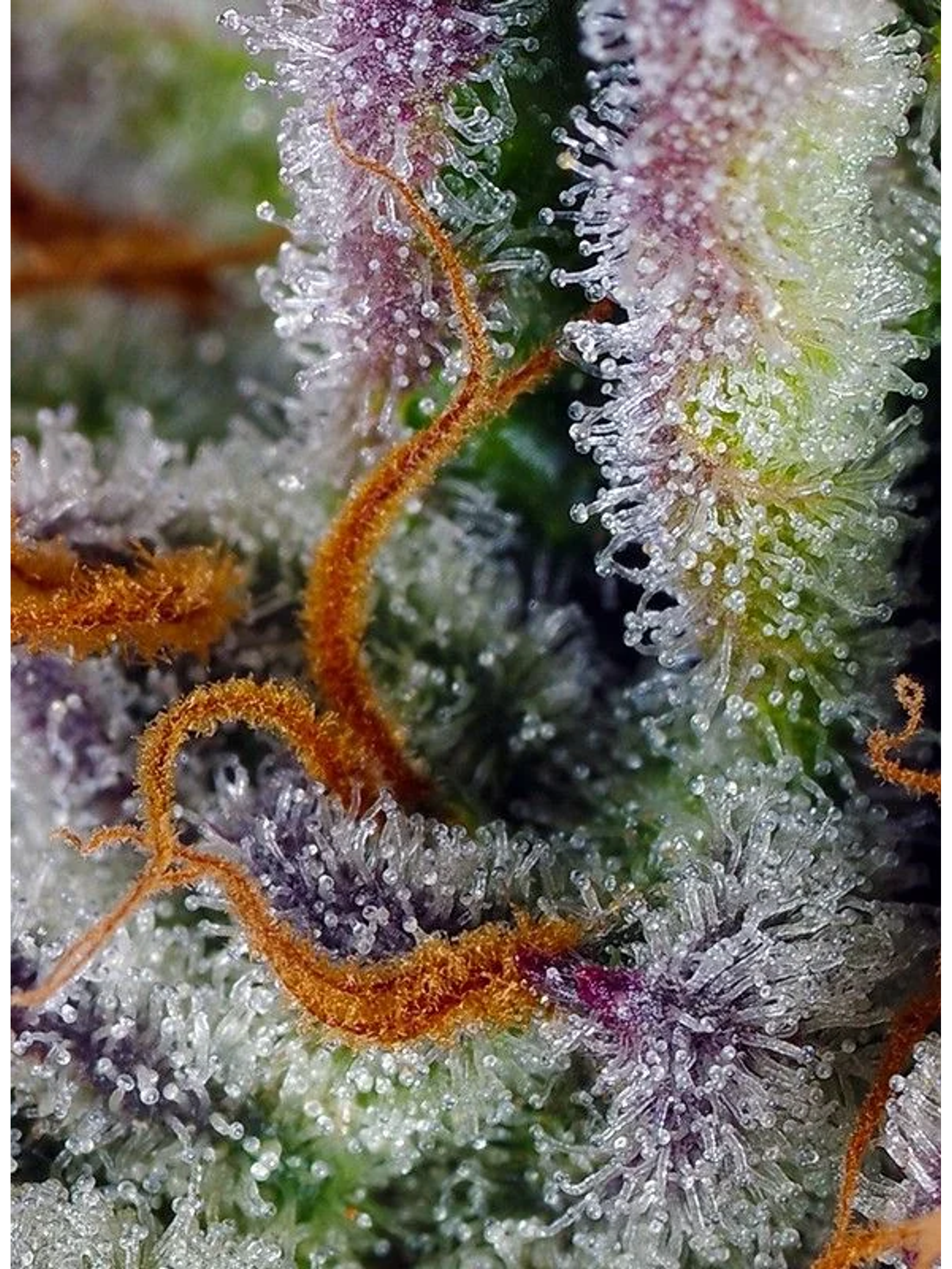 Mimosa Bruce Banner Xl Auto® X25-Sweet Seeds 2