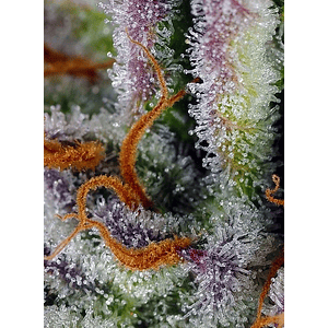 Mimosa Bruce Banner Xl Auto® X25-Sweet Seeds