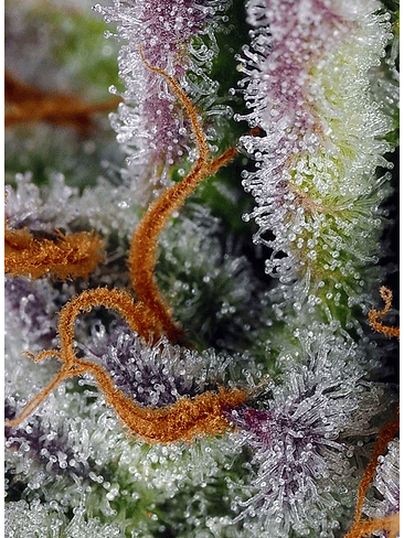 MIMOSA BRUCE BANNER XL AUTO® X25-SWEET SEEDS 2