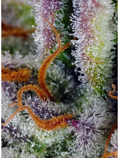 Mimosa Bruce Banner Xl Auto®-Sweet Seeds (X25/X3+1) 2