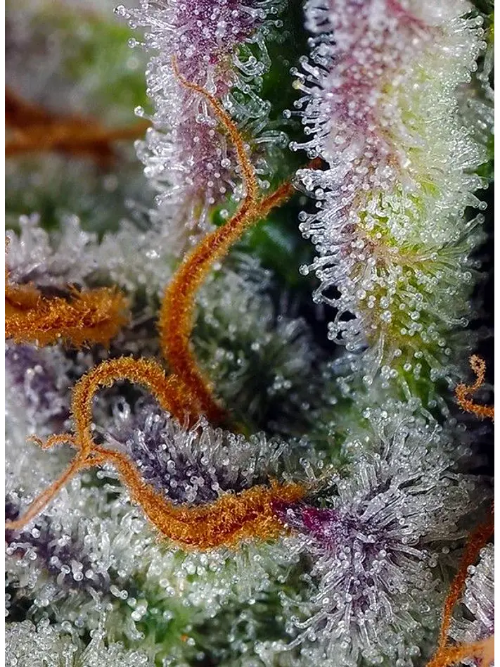 Mimosa Bruce Banner Xl Auto®-Sweet Seeds (X25/X3+1) 2