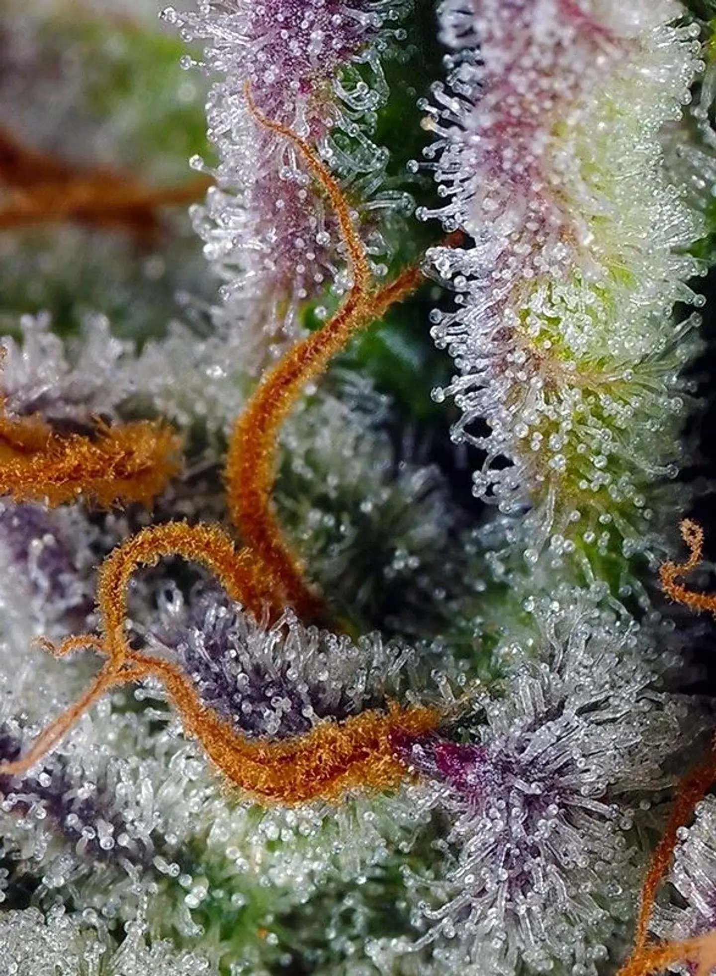 Mimosa Bruce Banner Xl Auto®-Sweet Seeds (X25/X3+1) 2